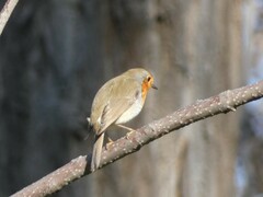 Erithacus rubecula