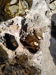 Cenchritis muricatus