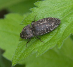 Agrypnus murinus