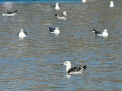 Larus fuscus