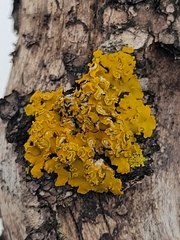 Xanthomendoza fallax