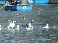 Phalacrocorax carbo