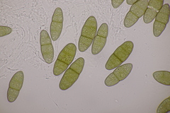 Pleomassaria carpini