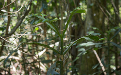 Brasiliopuntia brasiliensis