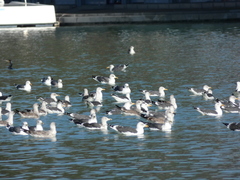 Larus fuscus