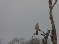 Accipiter tachiro
