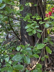 Hydrangea barbara
