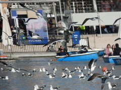 Larus fuscus