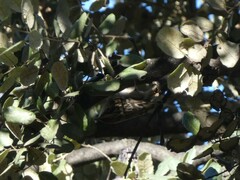 Certhia brachydactyla