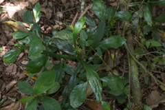 Brasiliopuntia brasiliensis