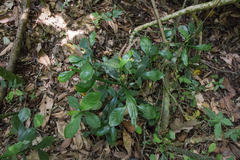 Brasiliopuntia brasiliensis