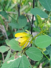 Senna obtusifolia