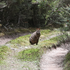 Thylogale billardierii