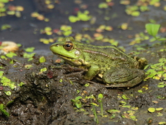 Pelophylax ridibundus
