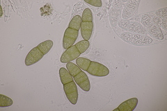 Pleomassaria carpini