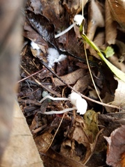 Cystolepiota