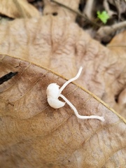 Cystolepiota
