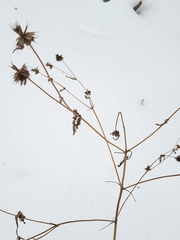 Bidens vulgata
