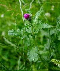 Carduus crispus