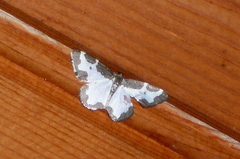 Lomaspilis marginata