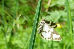 Lomaspilis marginata