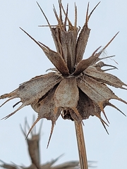 Bidens vulgata