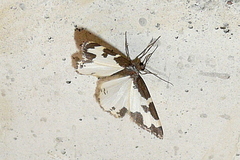 Lomaspilis marginata