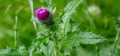 Carduus crispus
