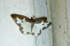 Lomaspilis marginata