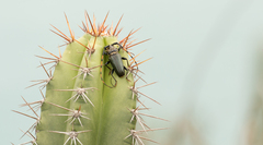 Retrachydes thoracicus