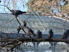 Columba livia domestica