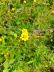 Melampodium divaricatum