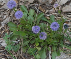Globularia