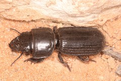 Passalidius fortipes