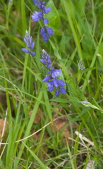 Polygala vulgaris