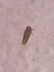 Neoaliturus tenellus