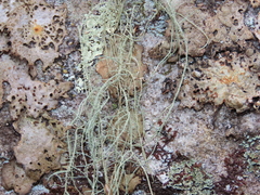 Usnea halei