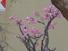 Adenium multiflorum
