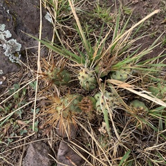 Cumulopuntia boliviana