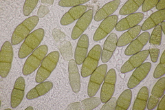 Pleomassaria carpini