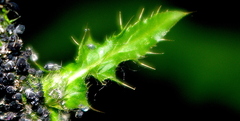 Carduus crispus