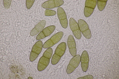 Pleomassaria carpini
