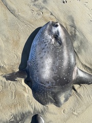 Masturus lanceolatus