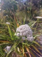 Daucus carota