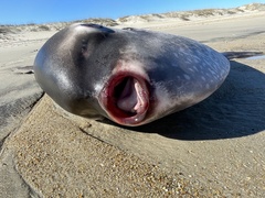 Masturus lanceolatus