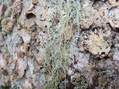 Usnea halei