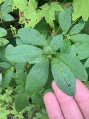 Rhododendron pilosum
