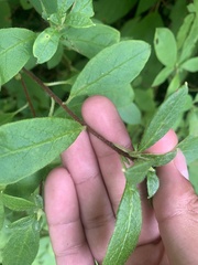 Rhododendron pilosum