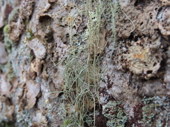 Usnea halei