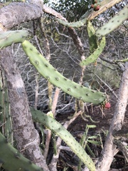 Opuntia karwinskiana